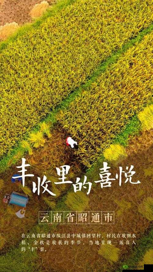 韩国朋友家的麦子:见证友谊与丰收的珍贵礼物