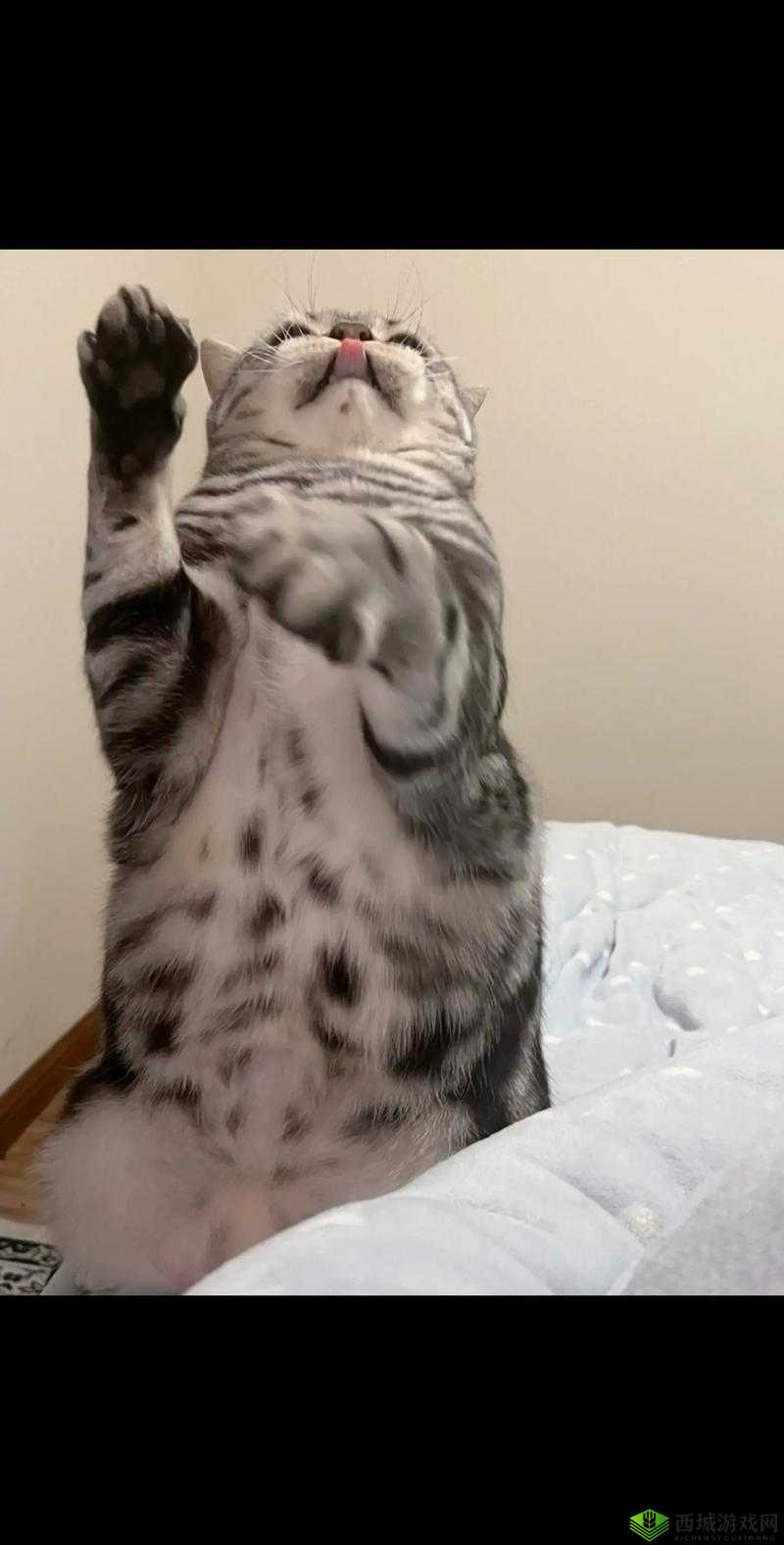 灵猫传猫咪英凶凶，萌宠界的霸气担当