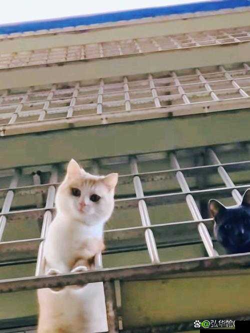 灵猫传猫咪布萌萌,萌态可掬的撒娇高手