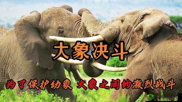 大象视频最新永久网名:呈现精彩绝伦的视频世界