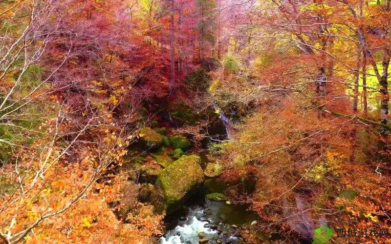 99 精品在线观看:畅享极致视觉盛宴