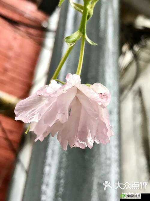 病勤楼栋 1-6 樱花:关于其的详细介绍与独特魅力