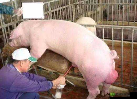 女人与公猪交媾 30 分钟:探索性与动物的边界