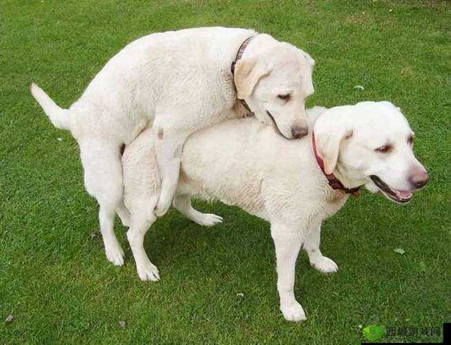 关于狗性行为的探讨及相关影响分析