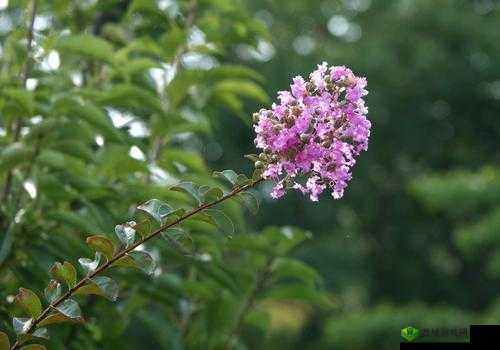 丁香花免费高清完整在线观看:邂逅浪漫,感受纯净之美