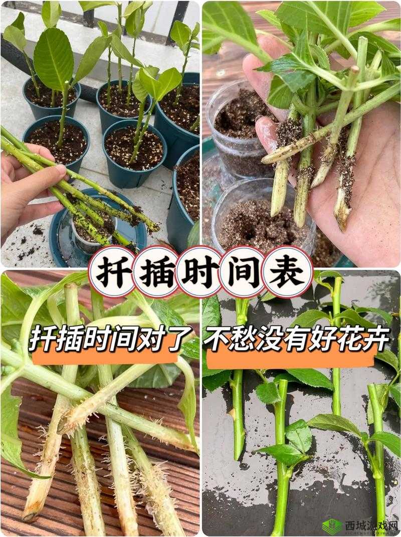 欧式七十二式扦插法介绍：详细解读与实践技巧分享