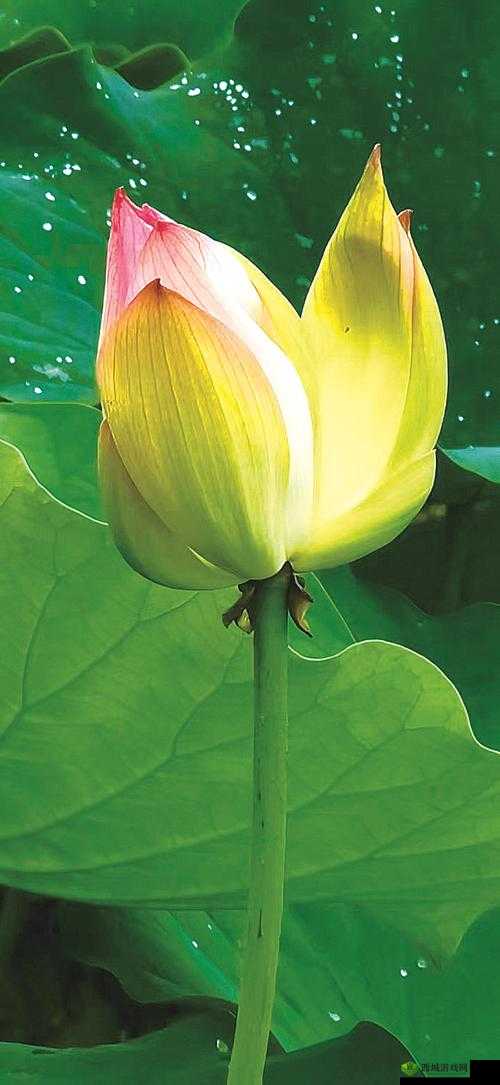 什么叫女人半夜莲花开:探秘背后的含义与现象