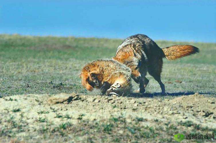 美国人与畜禽合作项目:探索跨物种合作的无限可能与深远意义