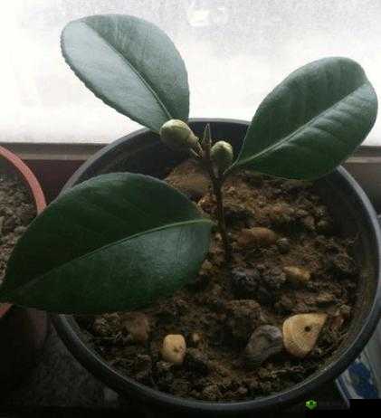 日本 72 种扦插方式:探索植物繁殖的多元艺术