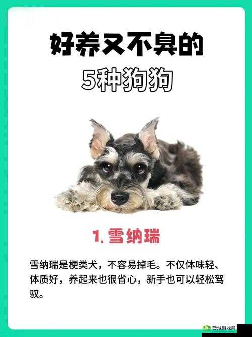 狗狗的东西又硬又烫又臭，怎么办？