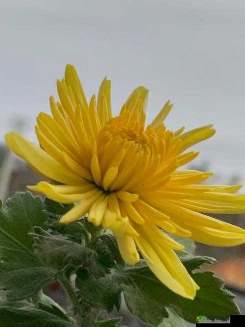 六年级菊花:神奇的储物空间你能想象它能塞下几支笔吗?