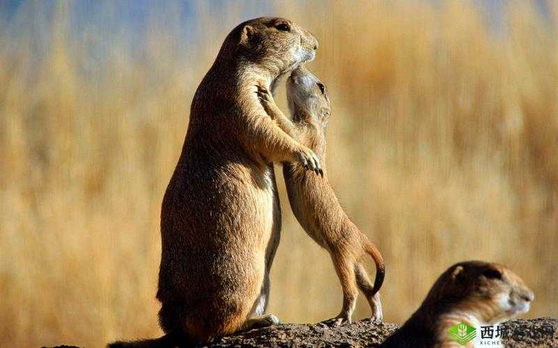 动物餐厅翘爷,烧烤摊上的温情与坚持