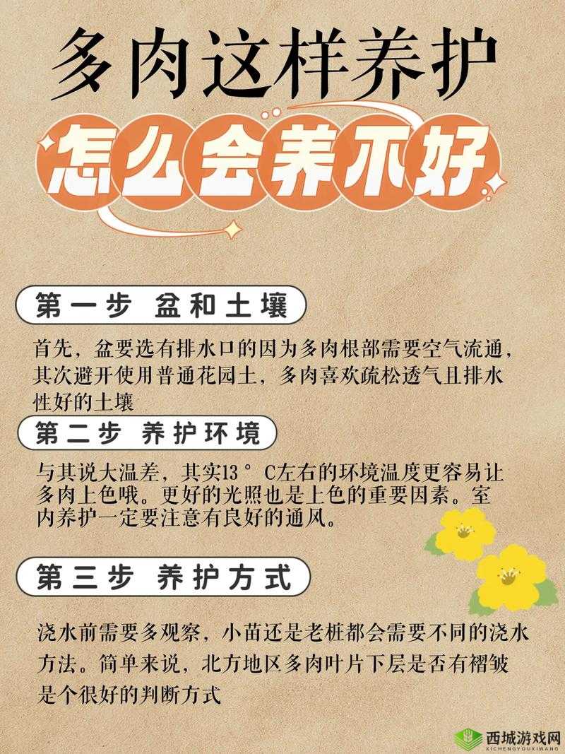 皇家共享小公主多肉怎么养多肉秘籍:全方位养护指南