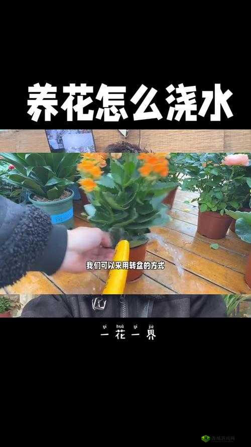 扣水的正确方法视频教程:让你的绿植更加健康的小技巧