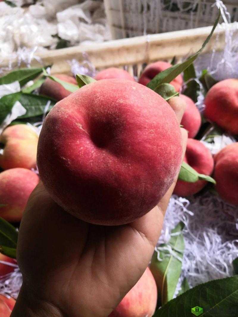 当季新鲜国产水蜜桃,甜蜜多汁,口感细腻,营养丰富,快来品尝