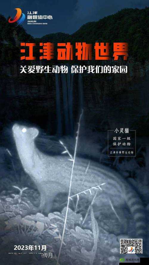 探秘灵猫世界，一段关于灵猫传说的奇妙旅程