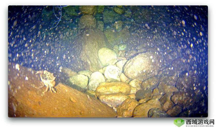 探索 BWBWBWBWBW 毛黑:从生物学到文化现象的全方位研究