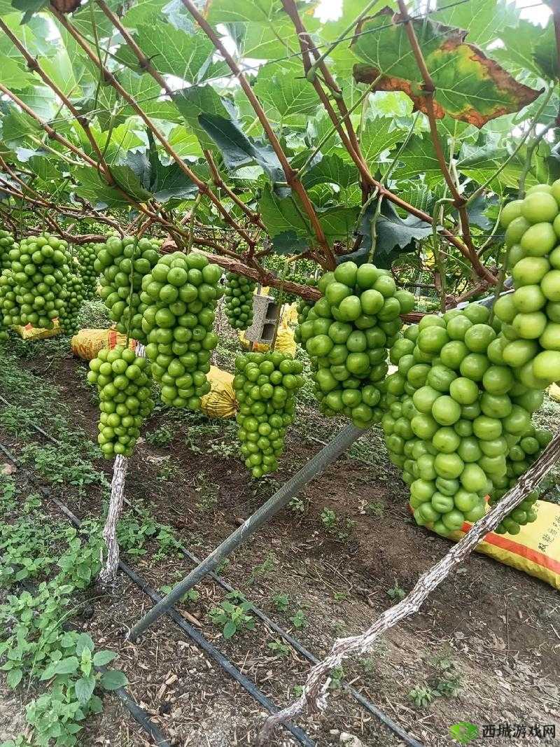 葡萄不准掉出来晚上检查:确保任务严格执行不放松