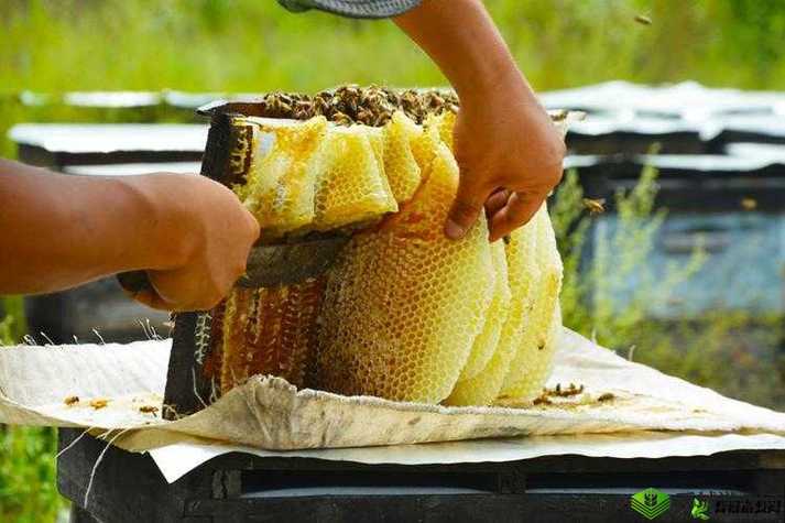 采蜜 1V.1H 方橙采意:深度探索与独特见解