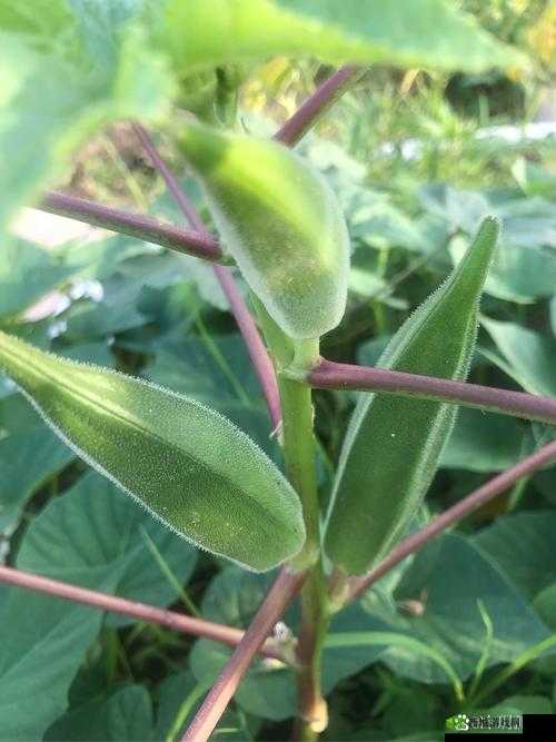 草莓丝瓜榴莲秋葵黄瓜:五种蔬果的奇妙世界与独特魅力