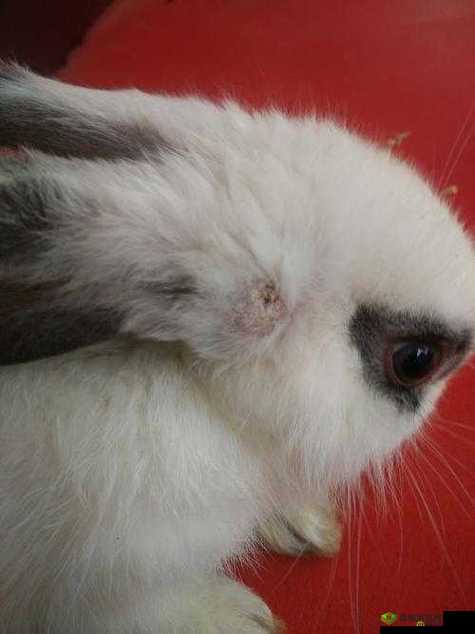 小白兔子被咬的通红:可怜的小兔子为何遭遇如此不幸