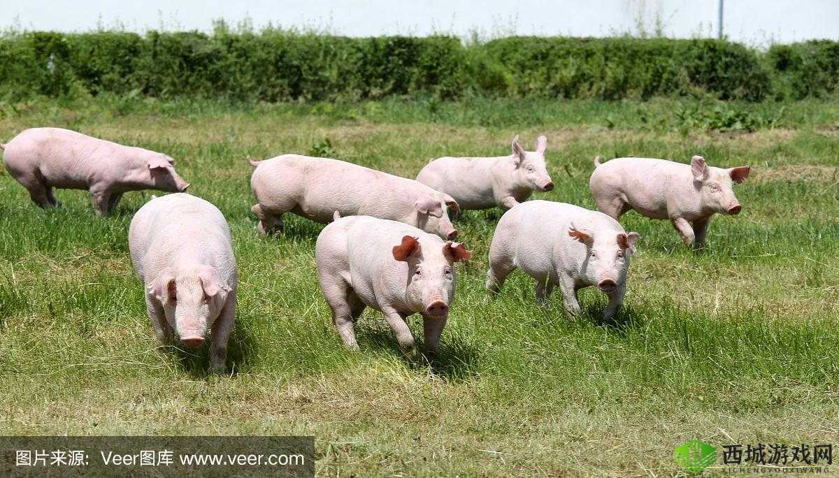 ZOOMKOOL 牧场视频猪的可爱趣味日常呈现