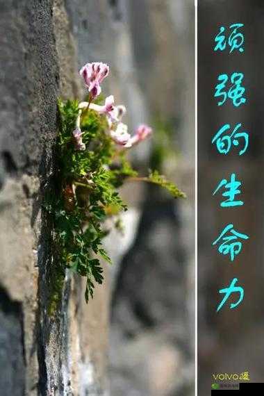 他强而有力的律动表现如何:探索背后的力量源泉