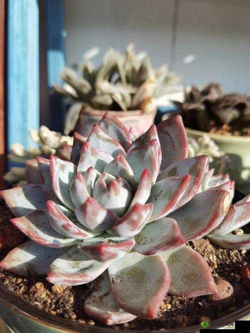 多肉 1V4 激情车文:极致感官体验