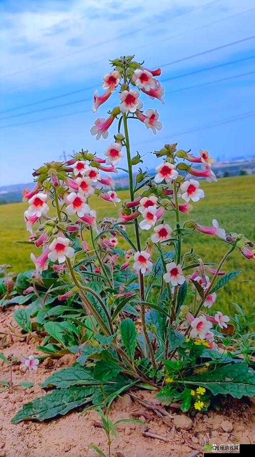 野花日本大全免费观看中文:探索日本自然之美