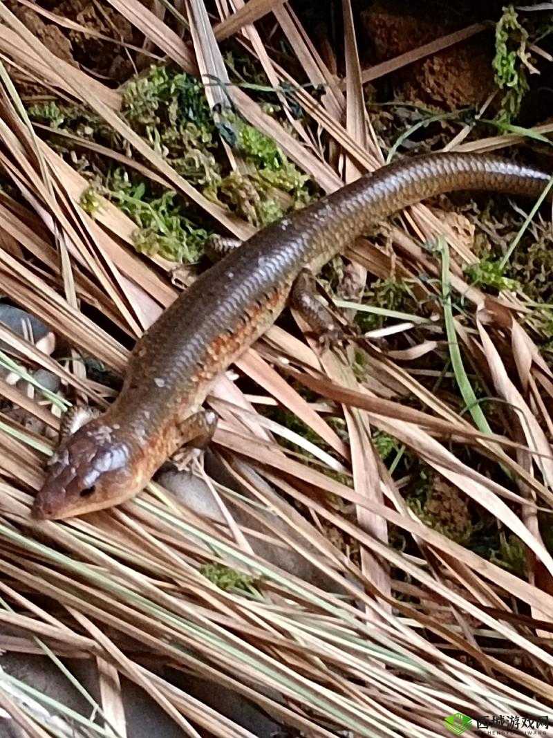 石龙子，古老中药与现代生态的奇妙交汇