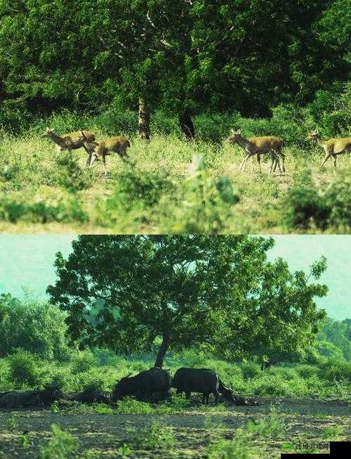 东南亚 10-12 仙踪林:探索热带雨林的奇幻之旅