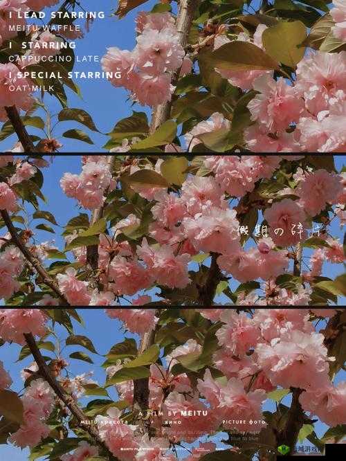 樱花岛网站APP网址进入:带你领略独特的网络世界