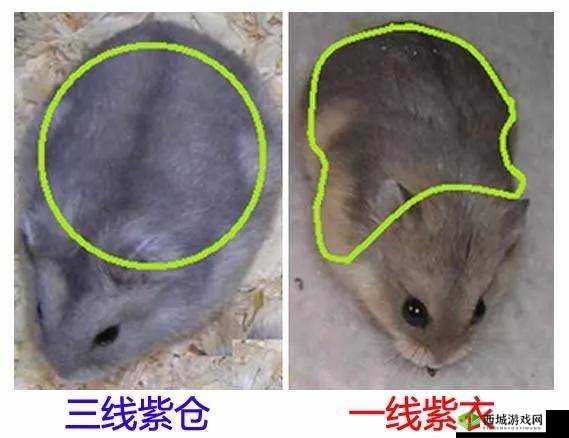 日本一线和三线的区别是什么:深度剖析与全面比较