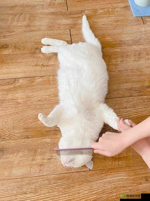 BBB 桑 BBB 桑 BBB 桑 BBB 爽歪歪:这真的是太有趣啦