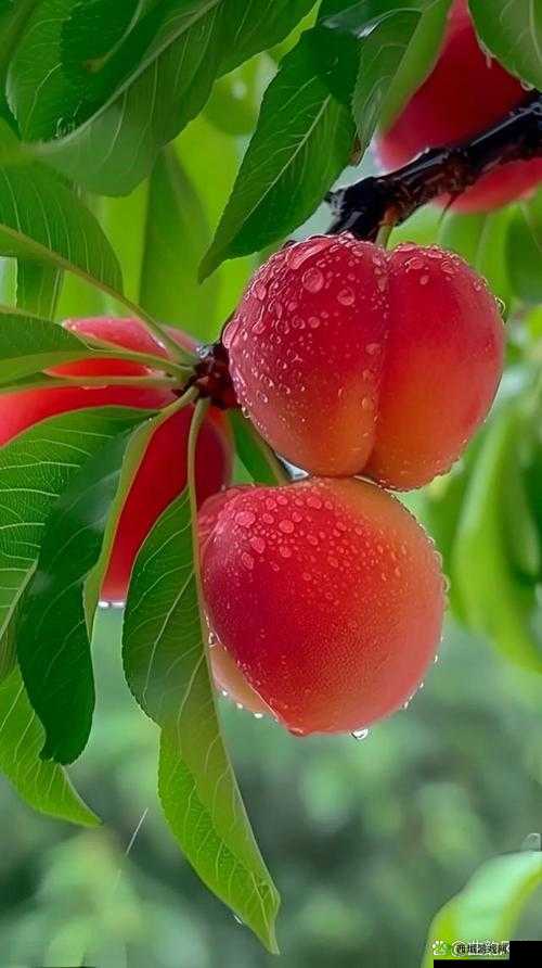 水蜜桃 8848:美味多汁令人陶醉的水果之王