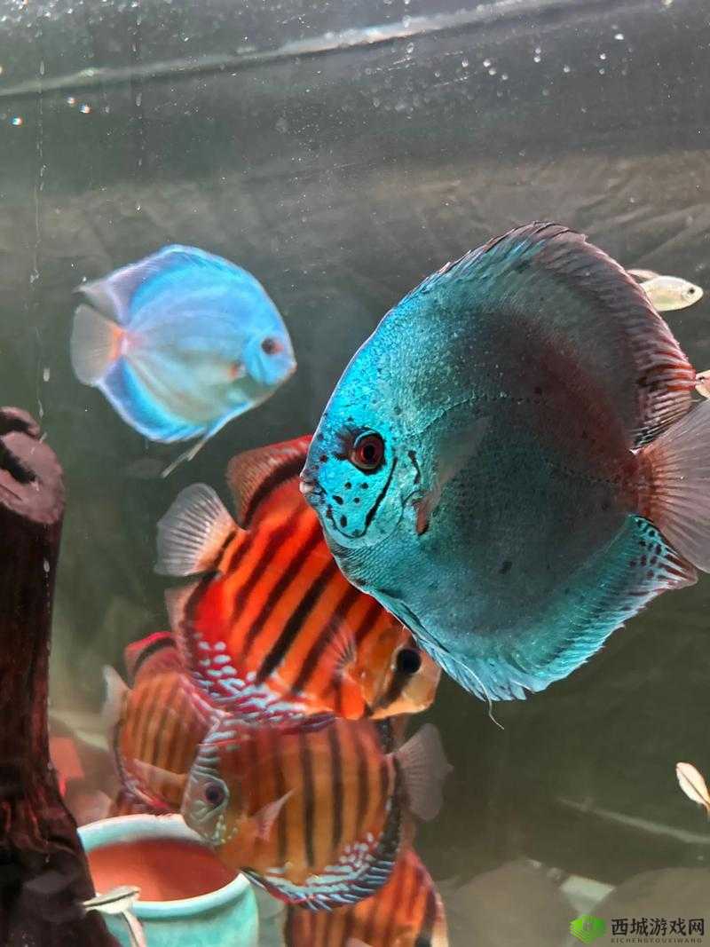 七彩鱼国内国外免费:探寻其背后的奥秘与价值