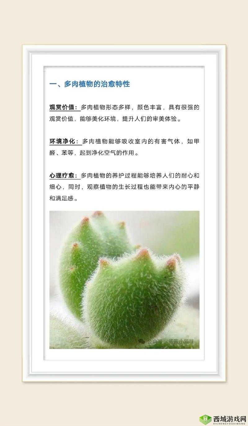 交流 1V3 多肉:深入探讨多肉植物养护与独特魅力