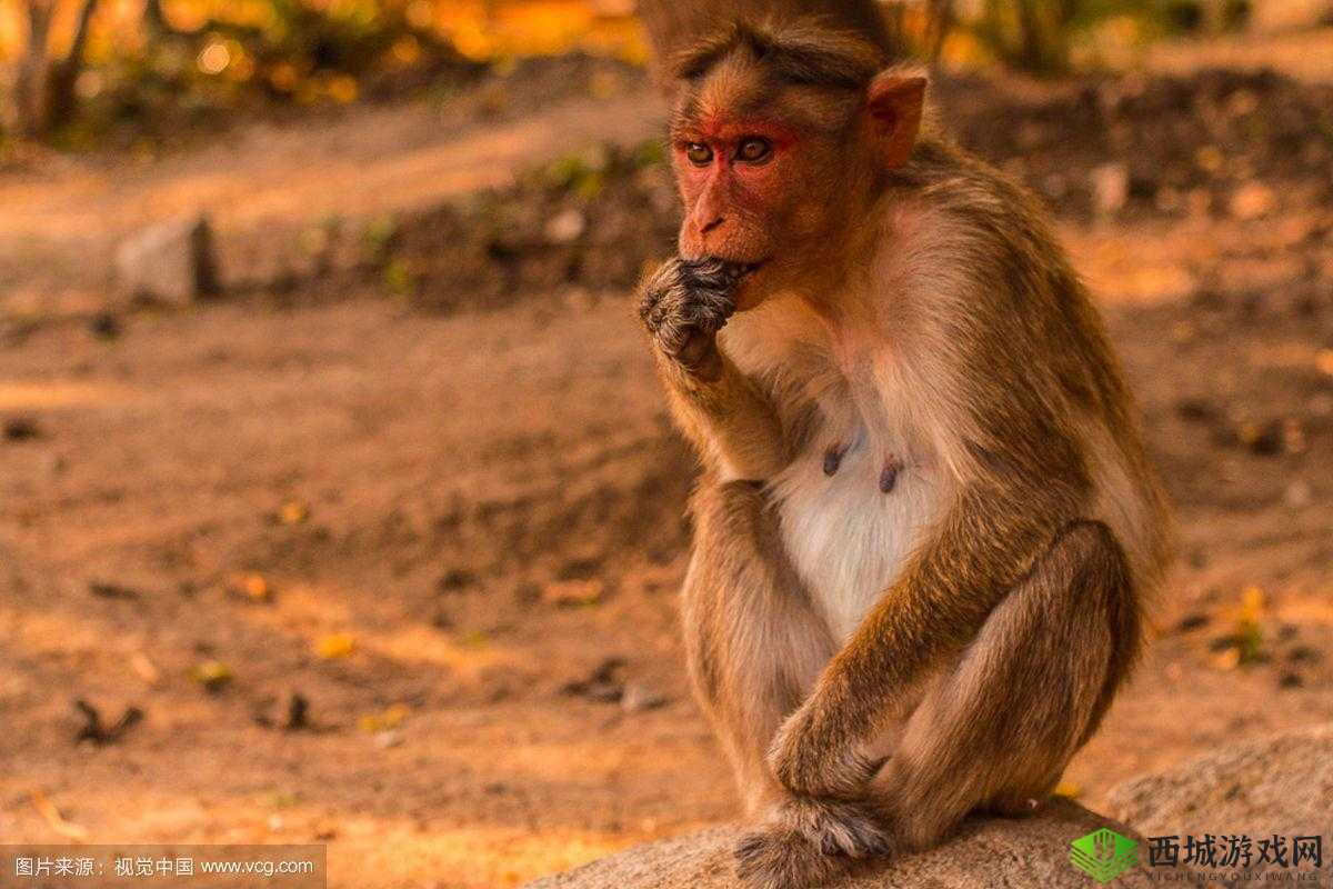 二人生猴子全程无被子:这一奇特现象引发的思考