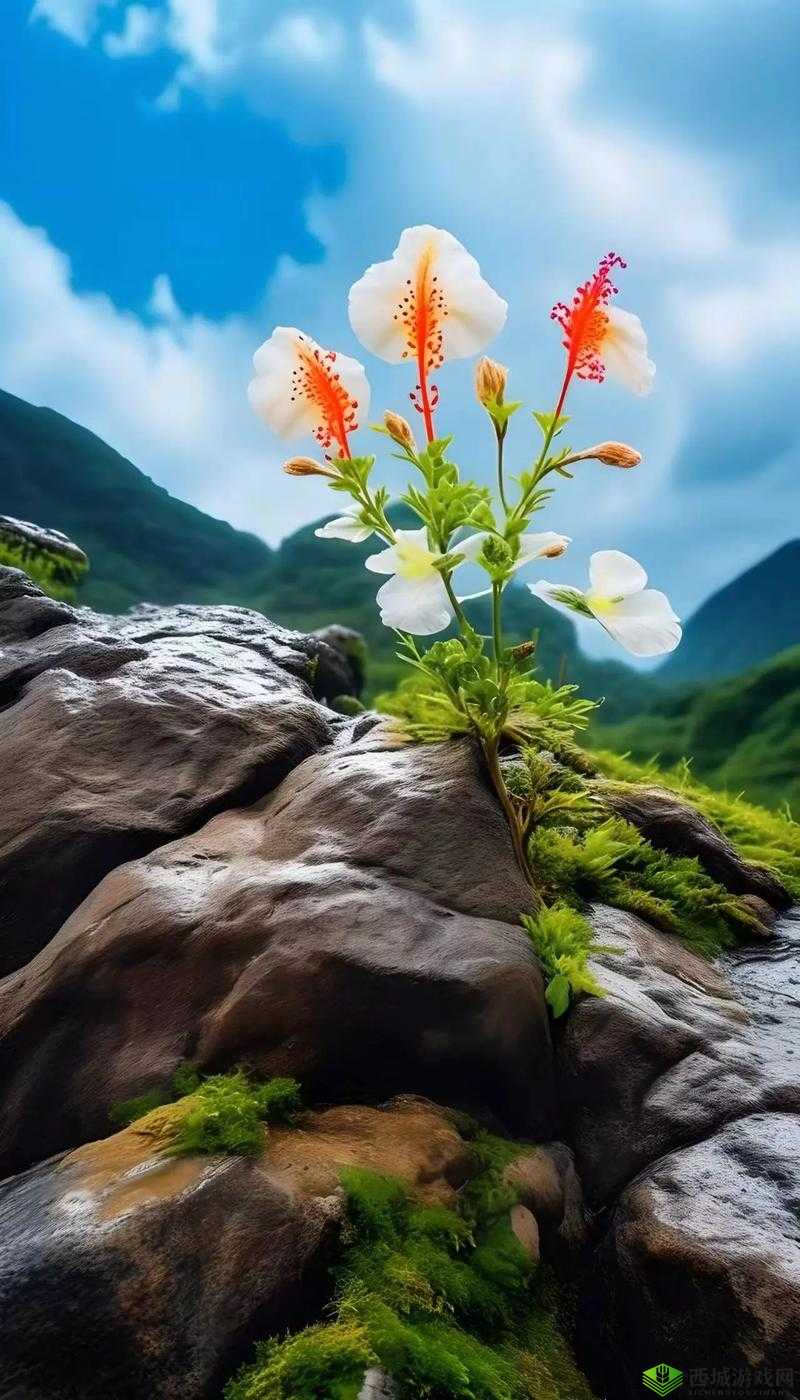 野花高清免费观看完整版:感受大自然的魅力