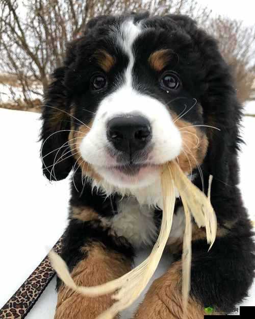 ZOOMSERVO 兽狗最新版本:超越想象的智能伴侣