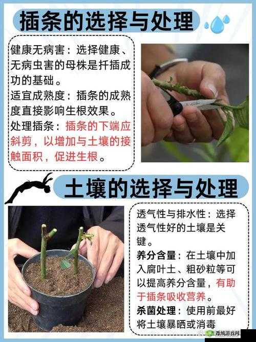 欧式 72 种扦插法的注意事项:提升扦插成功率的关键要点