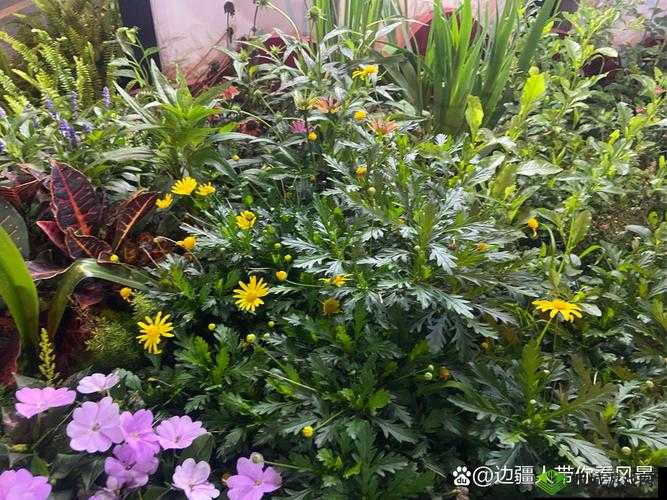 大手探索神秘花园的惊人之旅