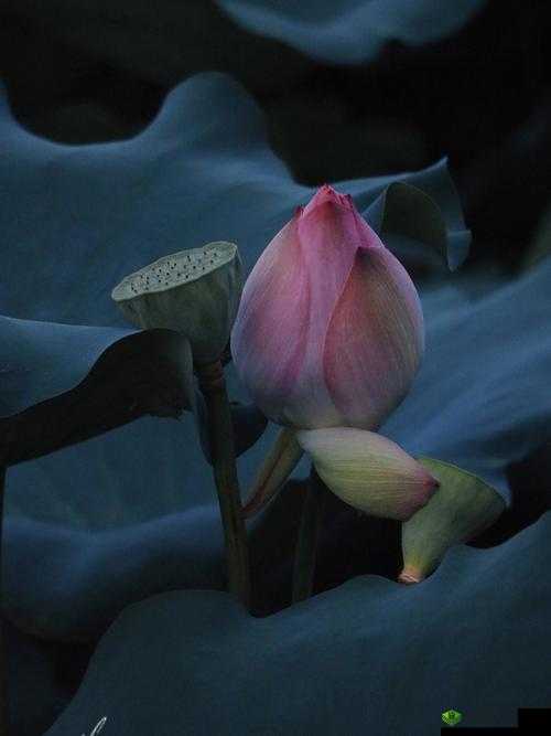 女性半夜莲花开放与健康新视角:其自愈性探讨