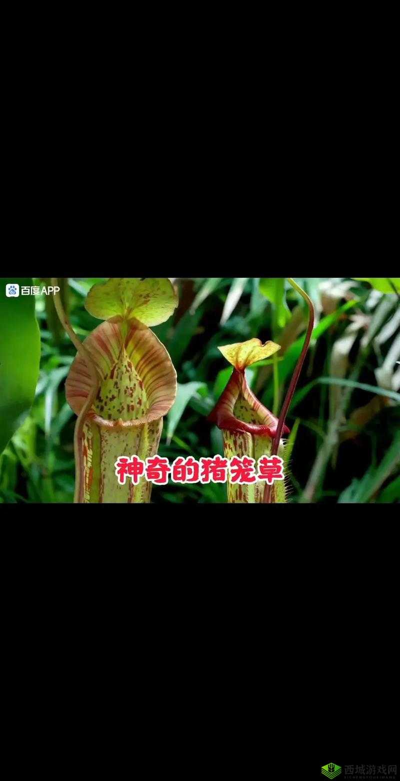 三叶草 gw4429 :探索其神秘特性与潜在价值的研究