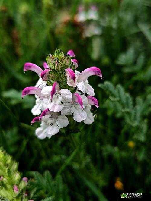 野花韩国高清免费神马百度,体验不一样的视觉盛宴