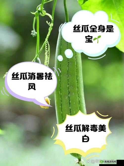 丝瓜 combo2.0 深夜释放自己解锁版:畅享独特体验与极致释放