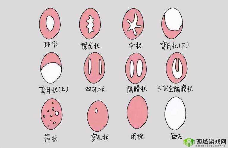 女性:探索未知的小头头,揭示成长的秘密