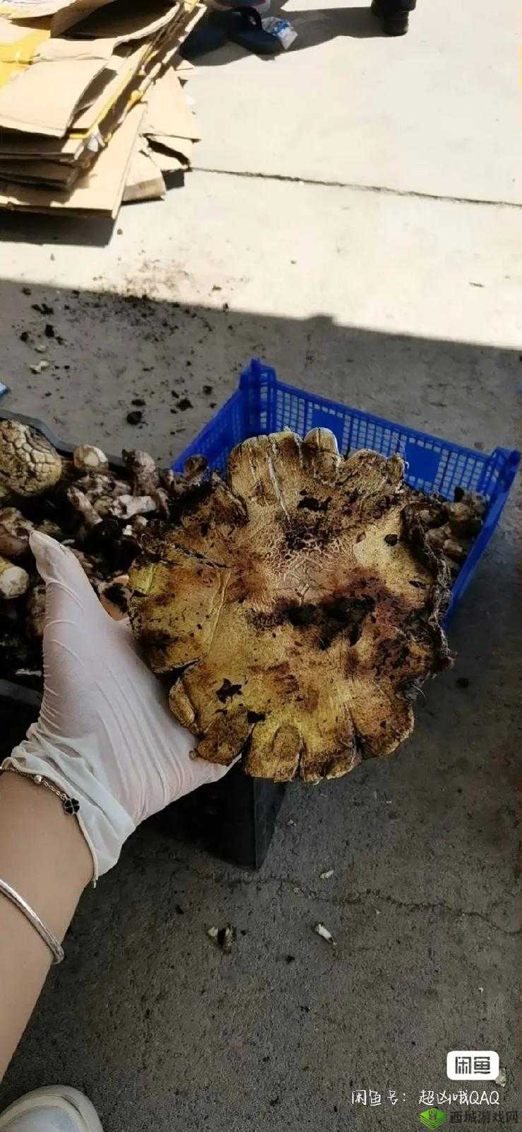 中国新疆:神秘而独特的 XXXXXL19D 蘑菇,你了解多少?