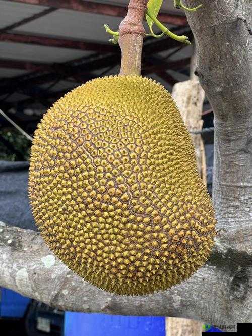 亚精产品一三三菠萝蜜:带来独特口感与丰富营养的美味水果