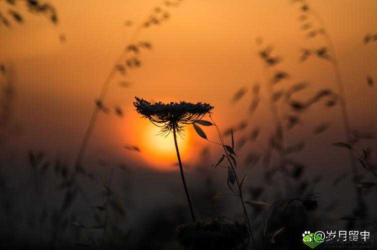 白天做兄弟晚上做夫妻:别样情感的奇妙交织